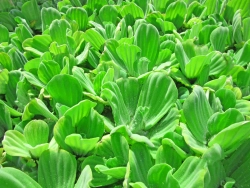 Muschelblume-Pistia-stratiotes